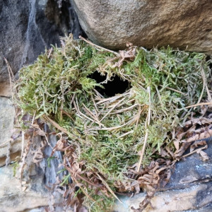 Troglodyte mignon Image de Troglodyte mignon